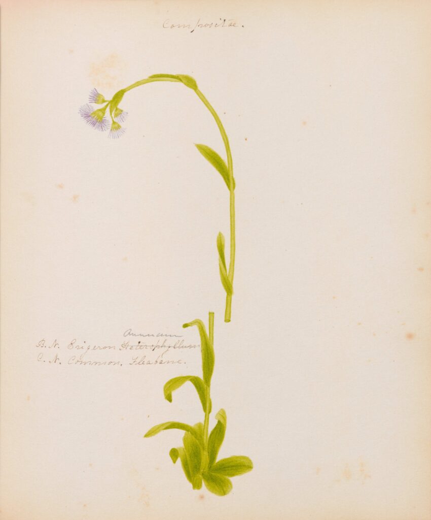 Pressed and Preserved