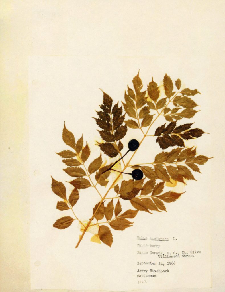 Clipping of plant with large, fanning leaves and two dark berries.