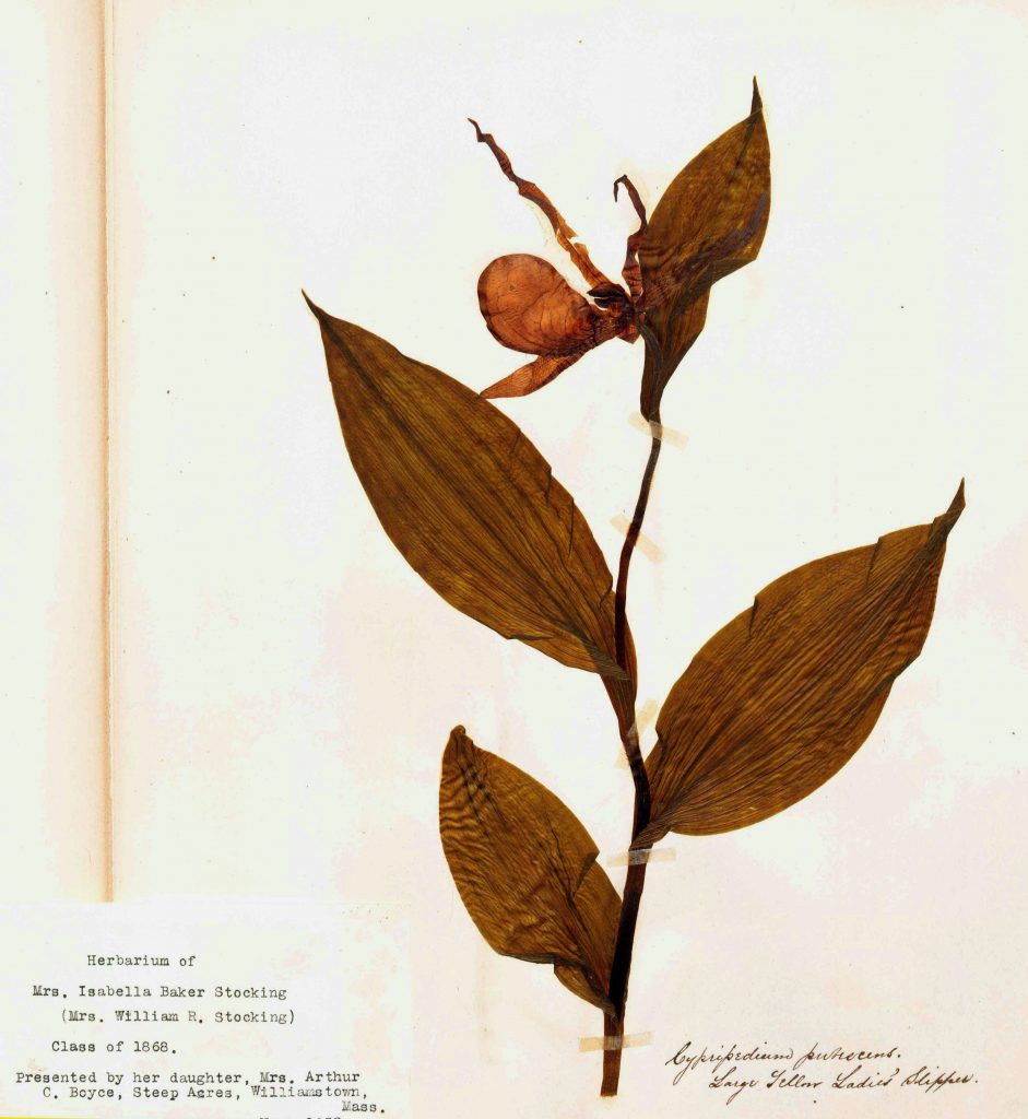 Pressing of an orchid with large green leaves and yellow petals. Label below reads "Herbarium of Mrs. Isabella Baker Stocking (Mrs. William R. Stocking) Class of 1868. Presented by her daughter, Mrs. Arthur C. Boyce, Steep Agres, Williamstown, Mass."