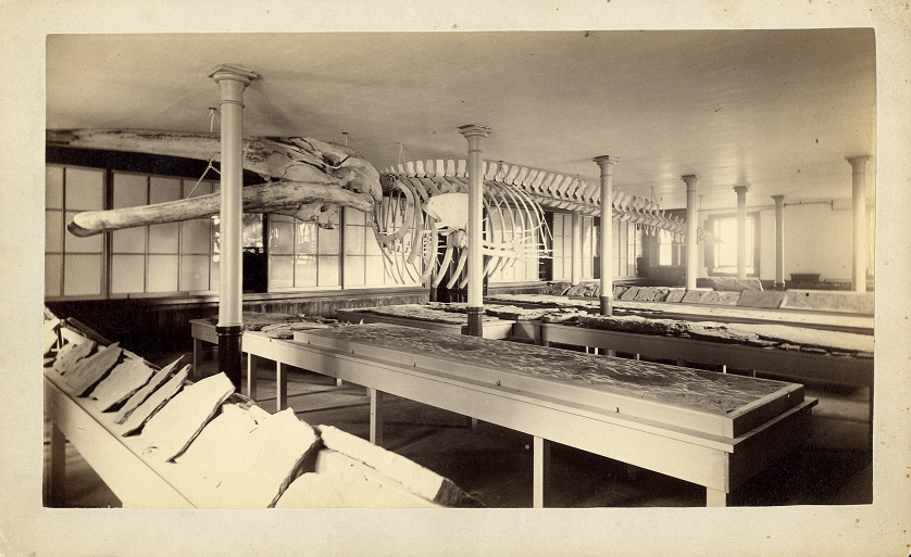 A whale skeleton hangs from the ceiling of a room. Other fossils line the room, placed upon rows of tables. White pillars line the room.