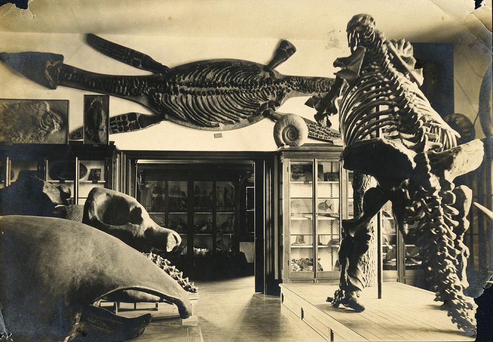 A room with cases of fossils. A larger, sea creature fossil hangs above a doorway. Large, reconstructed dinosaur skeletons are on display.