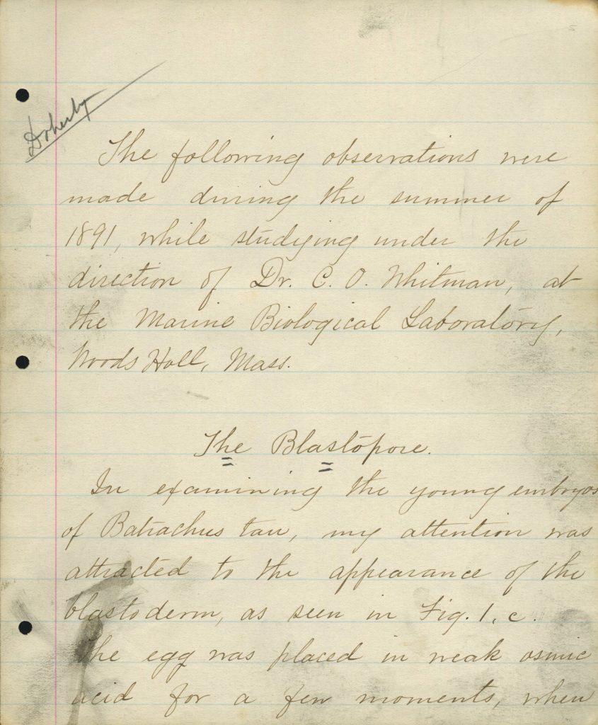 Personal notes that read "The following observations were made during the summer of 1891, while studying under the direction of Dr. C. O. Whitman, at the Marine Biological Laboratory, Woods Hole, Mass. The Blastopore. In examining the young embryos of Batrachus tau, my attention was attracted to the appearance of the blastoderm, as seem in Fig. I, c. The egg was placed in weak asmic acid for a few moments, when..."