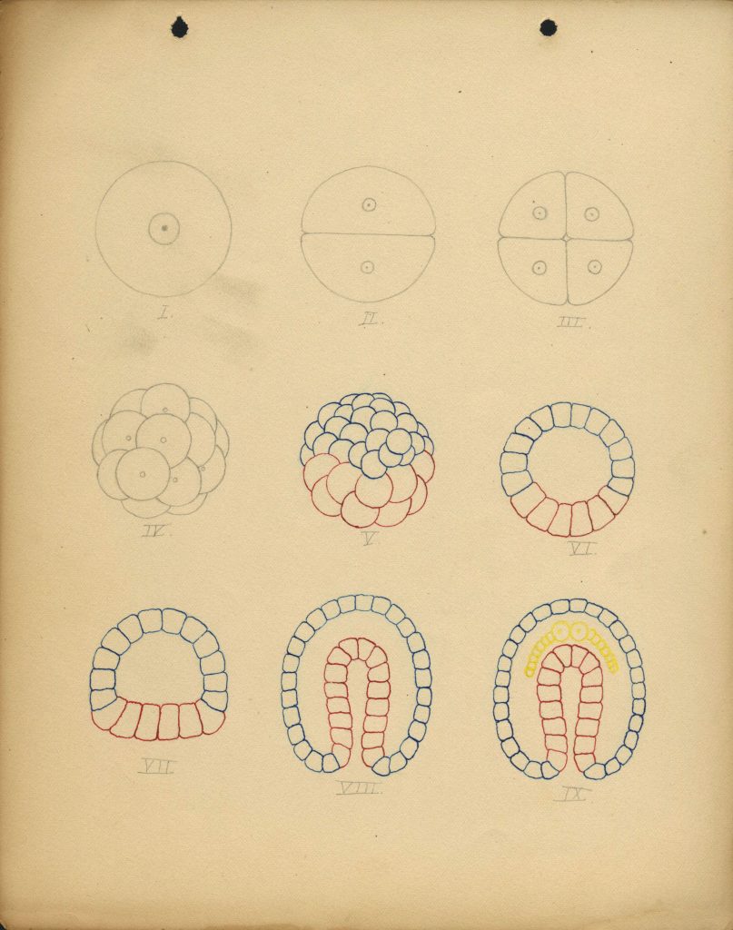 Drawn diagrams of cells in blue, red, and yellow ink, made up of circular and horseshoe shapes.