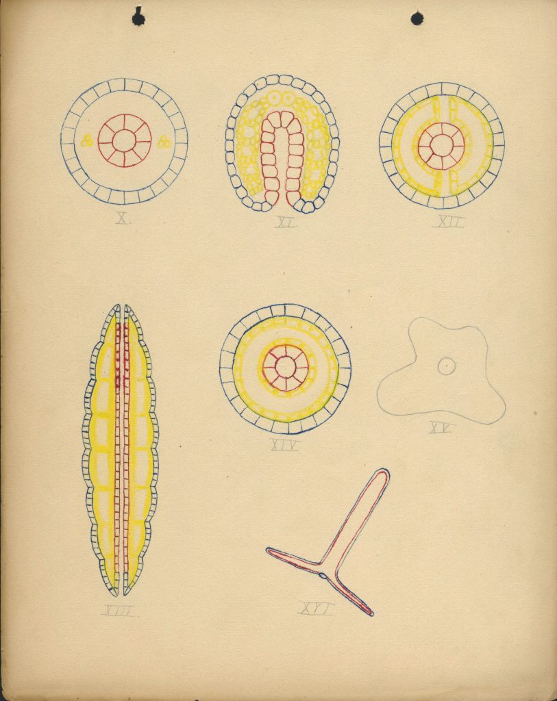 Various cell drawings done in blue, yellow, and red ink. The diagrams make up circular, horseshoe, and oval shapes.