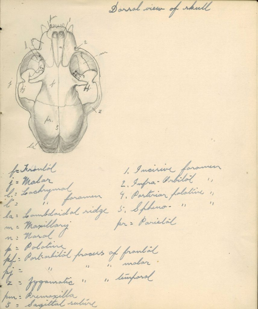 Drawn diagram of an arial view of a cat's skull, with each detail labeled. Labels have written key below.