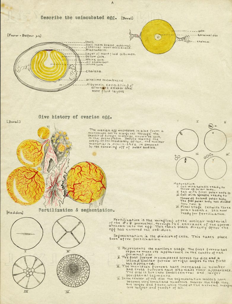 Multiple diagrams drawn in yellow and red ink of egg development. Information labeled on the side in black ink.