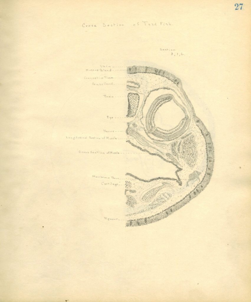 Diagram of the Cross Section of a Toad Fish. A sketch of half the skull of the fish, with proper parts labels.