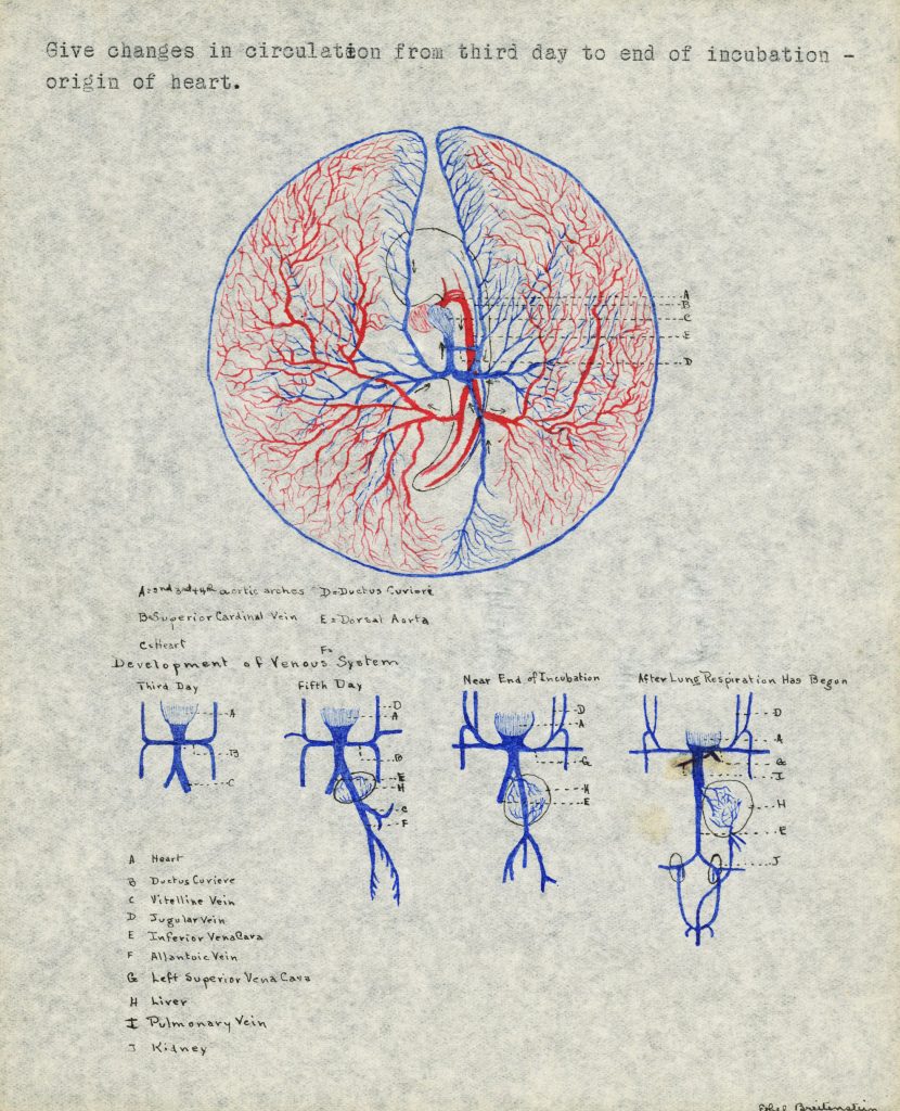 A diagram of veins drawn in red and blue ink. Pictures below show development of veins in blue ink. Each part is labeled in black ink.