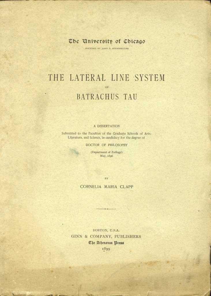 Tan cover that reads "The University of Chicago. Founded by John. D. Rockefeller. THE LATERAL LINE SYSTEM OF BATRACHUS TAU. A DISSERTATION. Submitted to the Faculties of the Graduate School of Arts, Literature, and Science, in candidacy for the degree of DOCTOR OF PHILOSOPHY (Department of Zoology) May, 1896. BY CORNELIA MARIA CLAPP. BOSTON, U.S.A. GINN & COMPANY, PUBLISHERS. The Antenaeum Press. 1899."