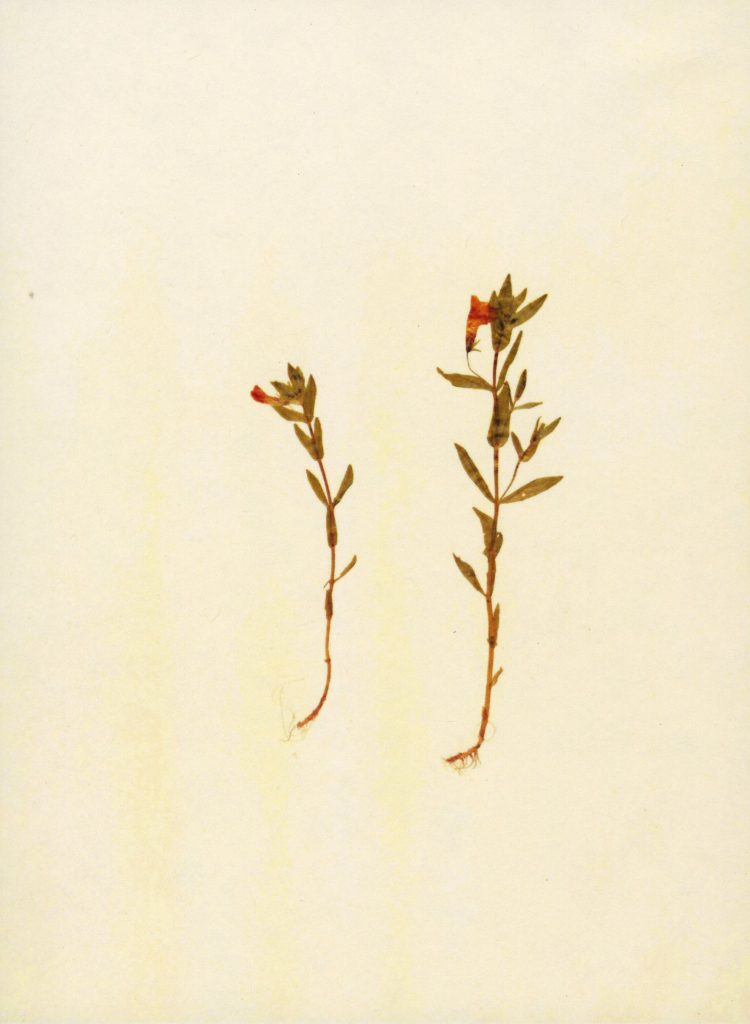 Two flower stems with green leaves and small red petals at the top.