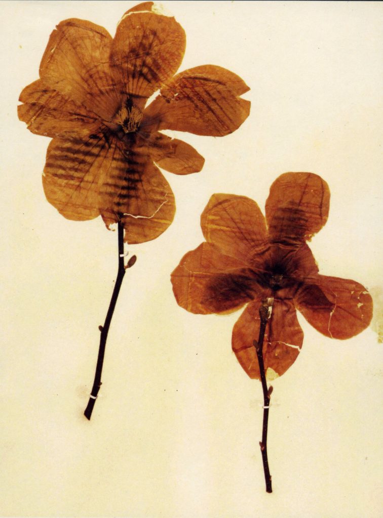 Two flowers with dark stems, and orange flowers with many large, round petals.