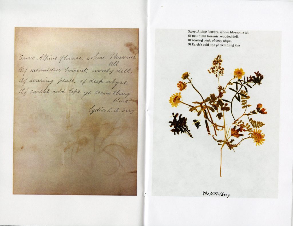 A handwritten poem next to a pressing of yellow and brown flowers. Above the flowers, text reads "Sweet Alpine flowers, whose blossoms tell Of mountain torrents, wooded dell, Of soaring peak, of deep abyss, Of Earth's cold lips ye trembling kiss. The Riffelberg."