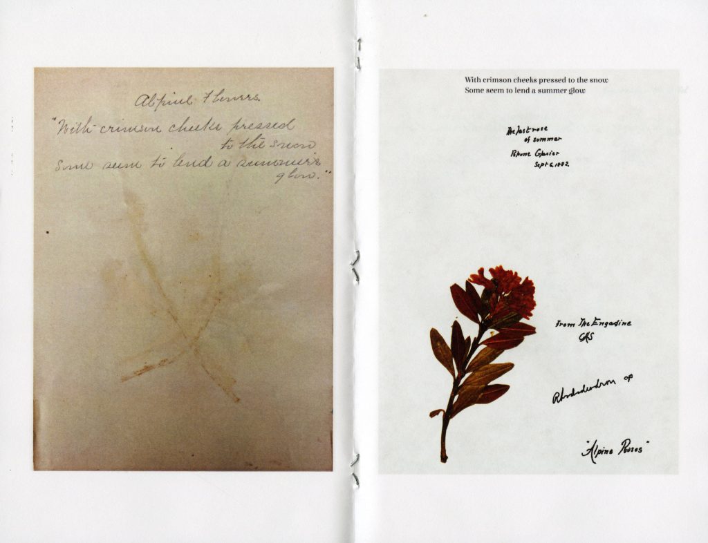 A handwritten poem next to a pressing of a red flower. Text above the flower reads "With crimson cheeks pressed to the snow Some seem to lend a summer glow. The last rose of summer, Rhone Glacier, Sept. 6, 1882. From the Engadine CAS. Rhododendron. 'Alpine Roses.'"