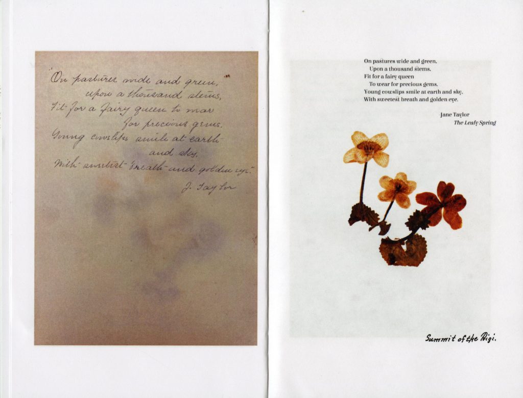 A handwritten poem next to pressed yellow and orange flowers. Text above the flowers reads "On pastures wide and green, Upon a thousand stems, Fit for a fairy queen To wear for precious gems. Young cowslips smile at earth and sky, With sweetest breath and golden eye. Jane Taylor, The Leafy Spring. The Summit of the Rigi."