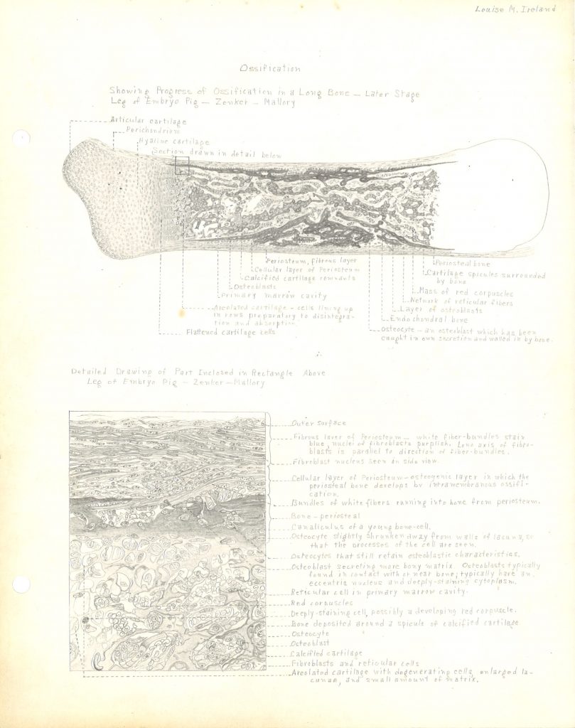 Drawing with notes of a bone and the process of ossification within it. Various small circles and shaded ovals make up the diagram.