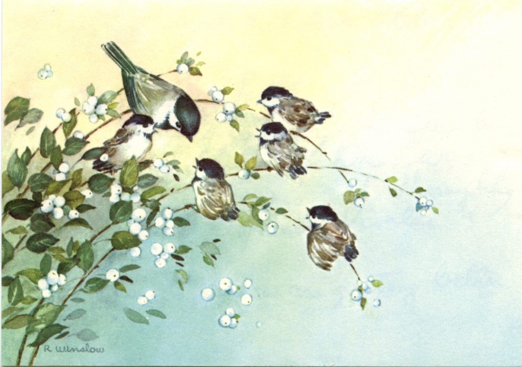 The postcard is in well-preserved condition. An adult Black-capped Chickadee mother with five juvenile Black-capped Chickadee chicks perch on a tree bearing white berries. The background is a ombre of lemon yellow and water blue.