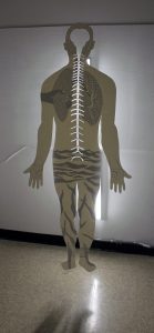 Paper cut out of human body suspended in the air. A light is behind it, revealing cut paper on the opposite side which shows through