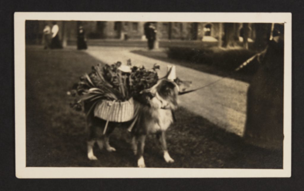 A slightly blurry photograph of a Collie standing outside. A figure (presumably Jeannette Marks) stands to the right in a large dark skirt, holding its leash; the dog looks toward her. The dog wears a pointed hat upon its head, strapped under the chin, and wicker saddlebags. The baskets at its sides are filled with daffodils, overflowing along its body. Figures walk along paths in the background.