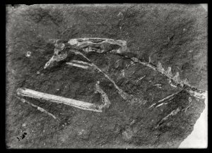 Asa Kinney's Photograph
