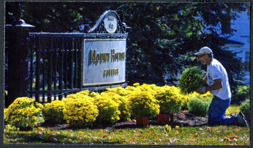 Color photograph of man kneeling beside Mount Holyoke sign planting yellow mums