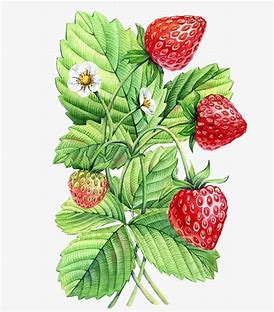 Image result for Strawberry Plant Art